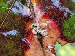 Callirhytis piperoides