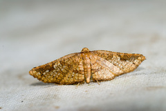 Thyrididae