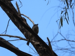 Pachycephala fuliginosa