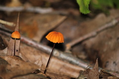 Marasmius fulvoferrugineus