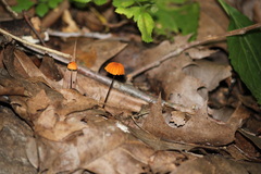 Marasmius fulvoferrugineus