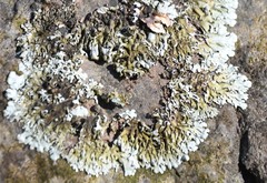 Phaeophyscia adiastola