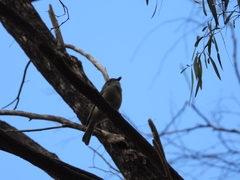 Pachycephala fuliginosa