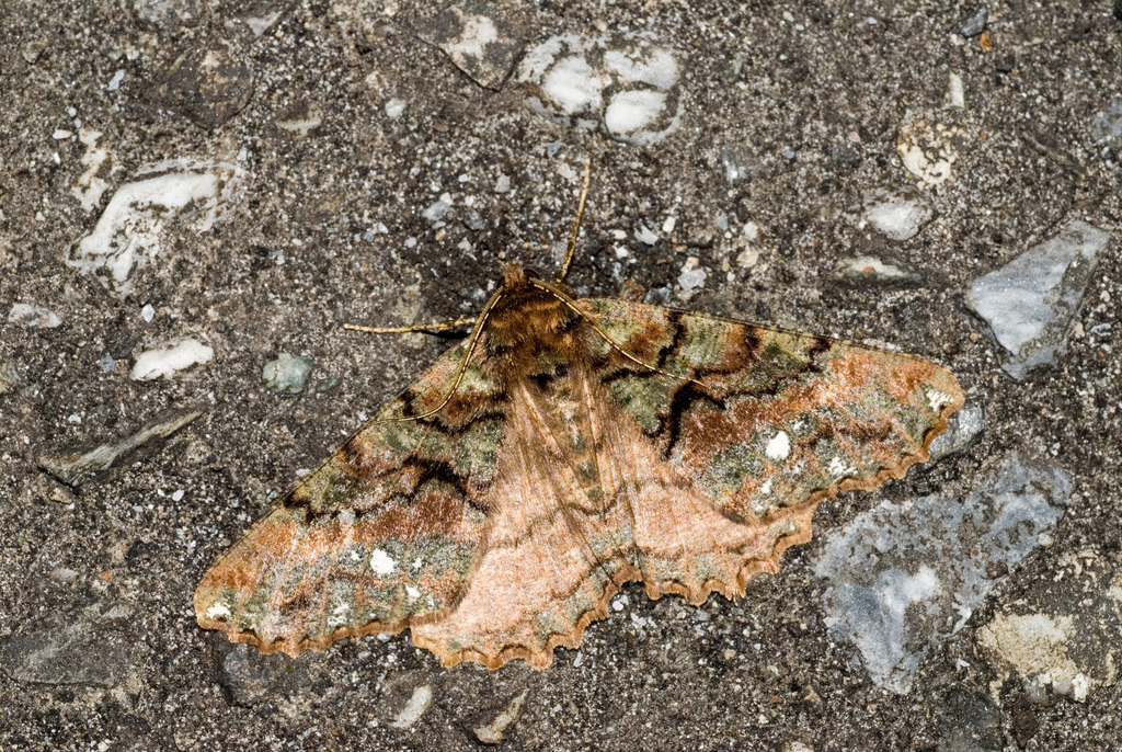 Cryptochorina polychroia