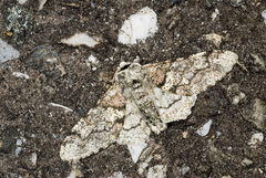 Biston robustum subrobustum