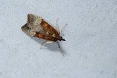 Udea stigmatalis