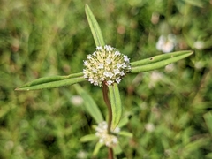 Spermacoce verticillata