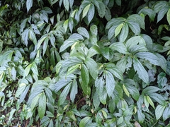Elatostema platyphyllum
