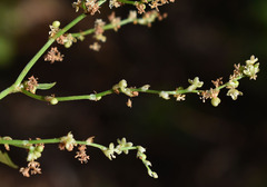 Muehlenbeckia zippelii