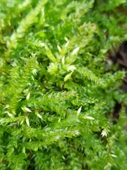 Brachythecium rutabulum