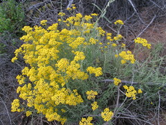 Helichrysum hebelepis