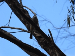 Pachycephala fuliginosa