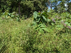 Spermacoce verticillata