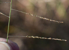 Digitaria parviflora