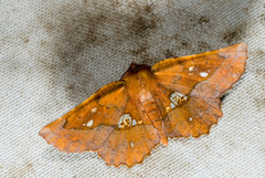 Entomopteryx combusta