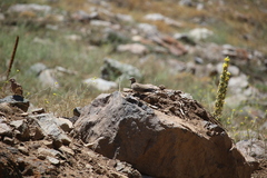 Metriopelia melanoptera