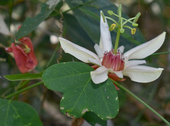 Passiflora aurantia aurantia