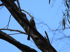 Pachycephala fuliginosa