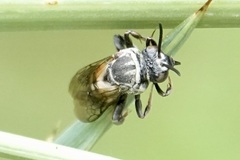 Triepeolus