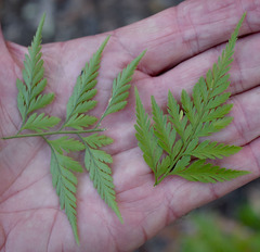 Davallia denticulata