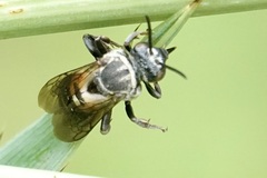 Triepeolus