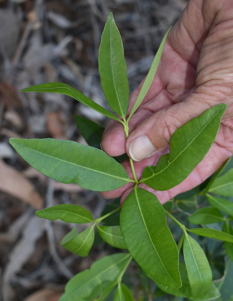 Alyxia spicata