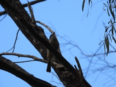 Pachycephala fuliginosa
