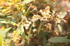Eucalyptus foecunda
