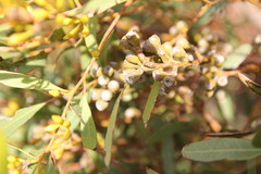 Eucalyptus foecunda