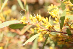 Eucalyptus foecunda