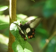 Pachliopta polydorus