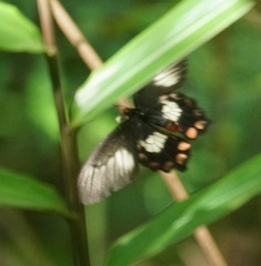 Pachliopta polydorus