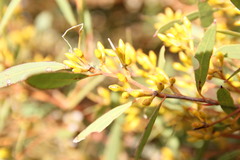 Eucalyptus foecunda