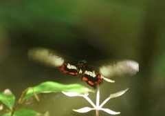 Pachliopta polydorus