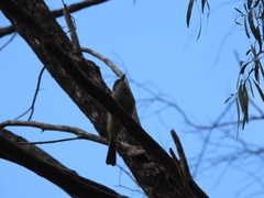 Pachycephala fuliginosa