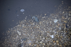 Neogastropoda