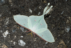 Actias neidhoeferi