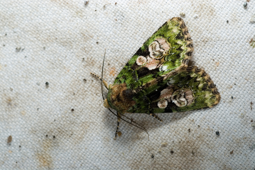 Chytonix conjuncta