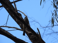 Pachycephala fuliginosa