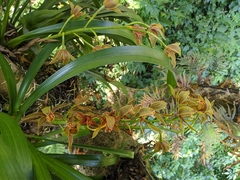 Cymbidium hookerianum