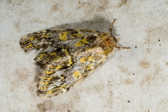 Pseudosomera noctuiformis
