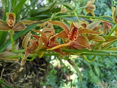 Cymbidium hookerianum