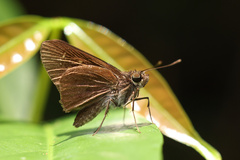 Isma protoclea