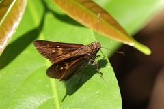 Isma protoclea