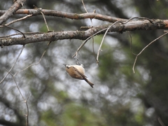Lophophanes cristatus mitratus
