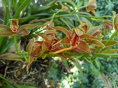 Cymbidium hookerianum