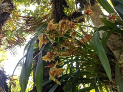 Cymbidium hookerianum