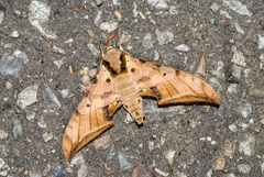 Ambulyx sericeipennis