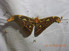 Attacus taprobanis