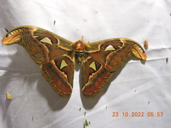 Attacus taprobanis